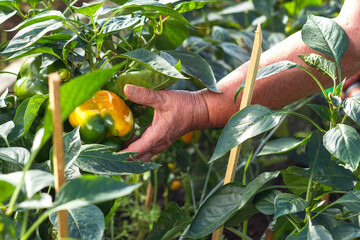 A woman collects bell peppers in a greenhouse