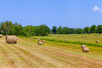 Dry hay rolls with blue sky