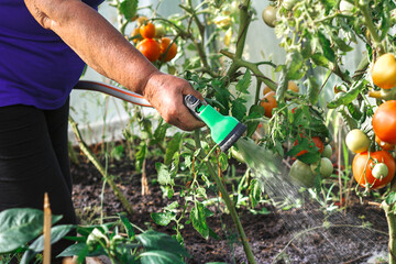 A woman waters tomatoes in a greenhouse