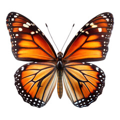 Vibrant monarch butterfly with wings spread
