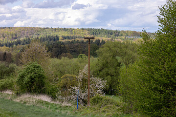 Stork's nest on a pole in a field with trees in the background