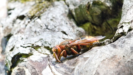 Vespa crabro aka European hornet guards the entrance to the nest in old dry tree.