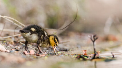 Anas Platyrhynchos aka Mallard or wild duck baby is searching food near to her parents. Common waterfowl of Czech republic.
