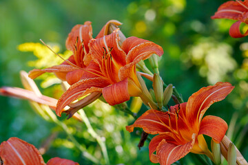 Daylily lat. Hemeroc?llis fulva . Orange flowers in close-up.