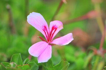 Fototapeta premium Flor rosa