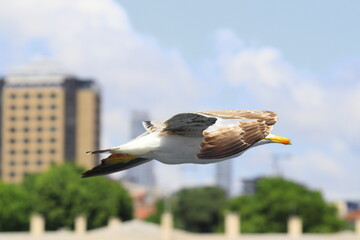 Gaviota sobrevolando el bósforo