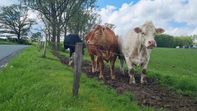 Bullen auf der Wiese 