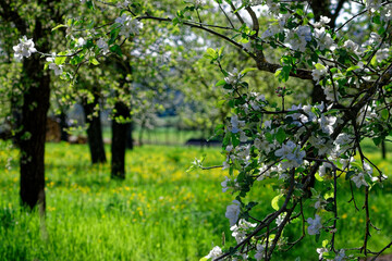 Beautiful spring fields of Bavaria