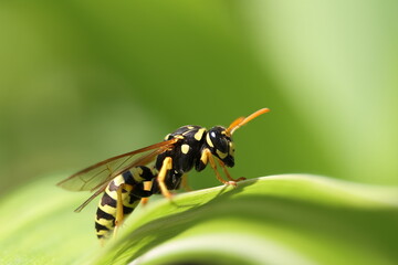 The European paper wasp (Polistes dominula) on green leaf