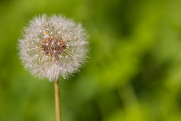 Whispers of Nature: The Dandelion’s Dance