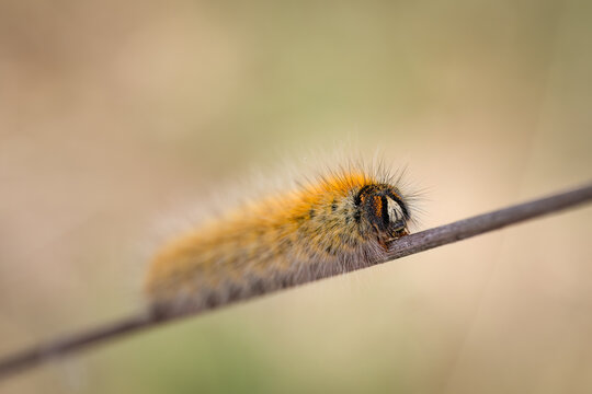 Macro of a grass eggar caterpillar (Lasiocampa trifolii), Belgium