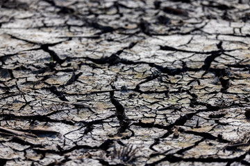 Parched Earth: The Thirst of the Land