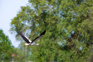 Hovering Hunter: Precision in Motion