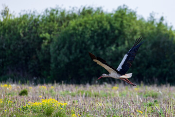 Skimming the Surface: A Stork’s Flight