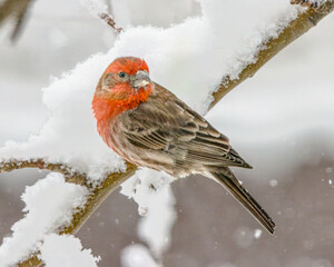 Male house finch in winter