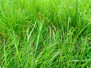 green grass background
