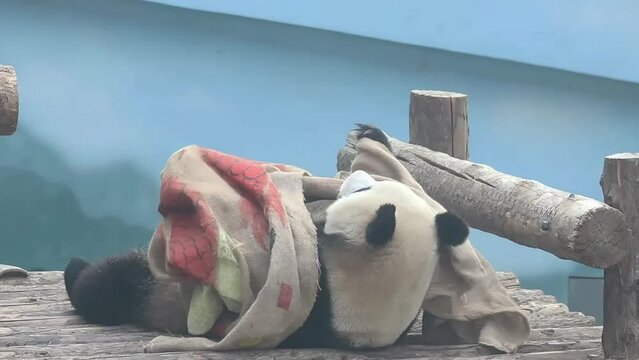 Close up Giant Panda , Miao Yin, in Dalian, China