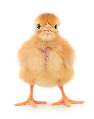 Small yellow chicken