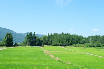 田舎の田んぼの風景┃Rural rice field scenery