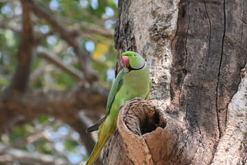A rose ringed parrot is seen perched on a large cut branch of a tree which has a barrow