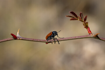 red dragonfly on a branch