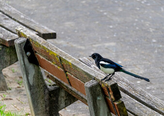 Elster auf einer park bank mit Moos am holz und Pflastersteine
