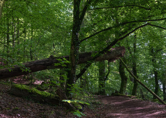 Motiv Wald Stimmung alles in Grün