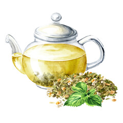 Glass transparent teapot with Herbal tea. Hand drawn watercolor illustration, isolated on white background