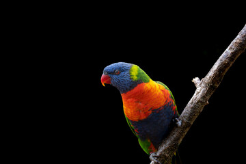 rainbow lorikeet on black background