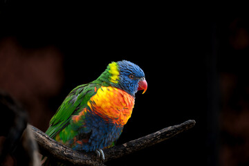 rainbow lorikeet on a branch
