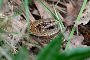 Common Lizard on the Ground