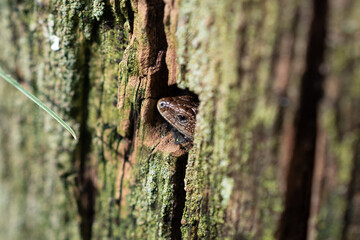 Common Lizard Hiding