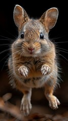 Red-bellied Pademelon hopping in the studio