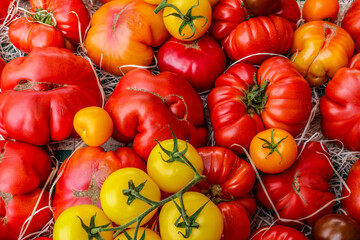 Fresh ripe coeur de boeuf tomatoes