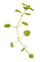 bindweed or weed isolated on white background