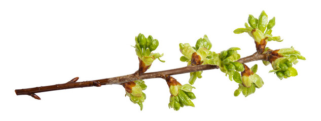 Young spring willow, osier, sallow branch isolated on white. Frame from branch of willow