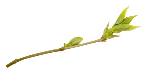 Young spring willow, lilac, sallow branch isolated on white. Frame from branch of willow