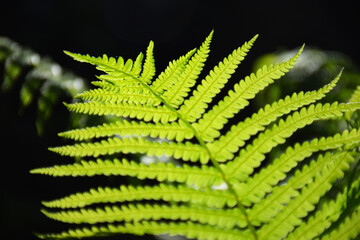 Fantasy fairy-tale magical forest, sunny evening light through the branches of trees. Magical trees in a wooded area. Haze at sunset, plants, moss and grass in the forest. 3d illustration