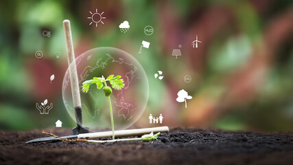 Seedlings grow from the soil and planting spoons. Technology of renewable resources to reduce...