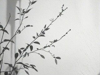 Obraz premium branch with leaves