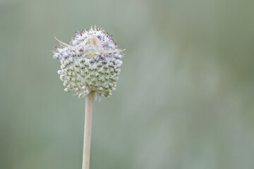 Wild onions are blooming, inflorescence. Wild flowers in the spring. Garlic (Allium guttatum) is a perennial bulbous plant.