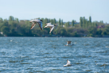 Free flight of seagulls over sea waves. Tern (Sterna hirundo) bird migration
