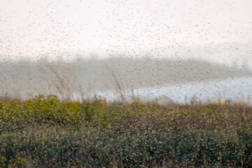 A swarm of mosquitoes and gnats in the air above the swamp. Chironomidae midge known as chironomids or non-biting midges - obrazy, fototapety, plakaty