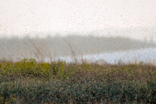 A swarm of mosquitoes and gnats in the air above the swamp. Chironomidae midge known as chironomids or non-biting midges