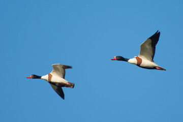 Flight of ducks (Tadorna tadorna) in the air against the background of the blue sky.