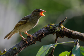 Sparrow (Passer domesticus) on a tree branch.