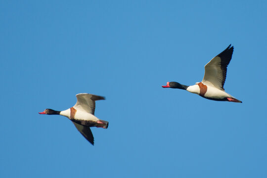 Flight of ducks (Tadorna tadorna) in the air against the background of the blue sky.
