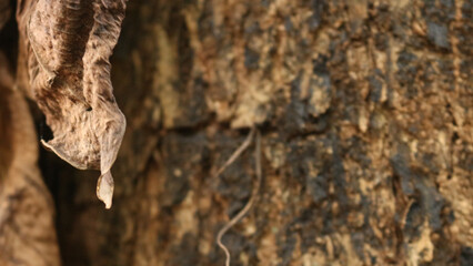 Portrait of the texture of a tree trunk