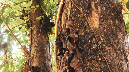 Fototapeta premium Portrait of the texture of a tree trunk