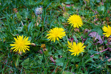 Beautiful, bright and yellow little dandelions on the juicy green spring grass. The concept of...